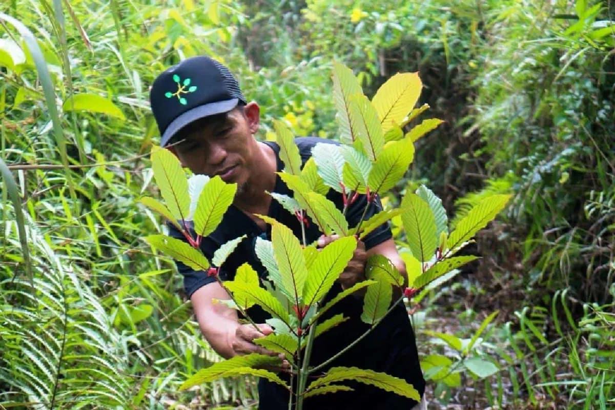 Lab-Tested Kratom Chiang Mai for Safe Use