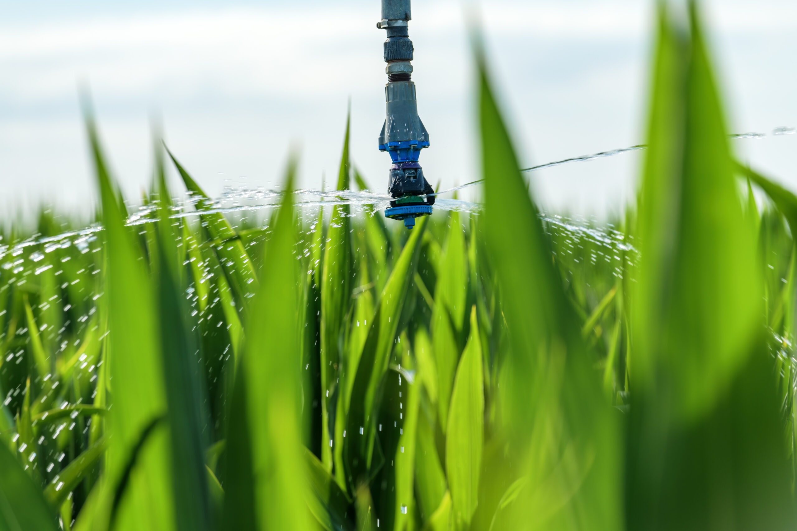 Affordable Professional Irrigation Services in Hudson Oaks, TX for Homeowners